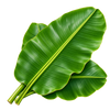Leaf & Others